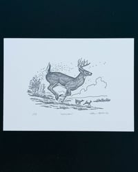 Image 5 of Whitetail, Signed Print