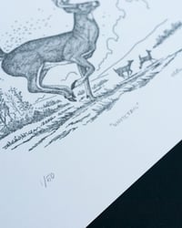Image 4 of Whitetail, Signed Print