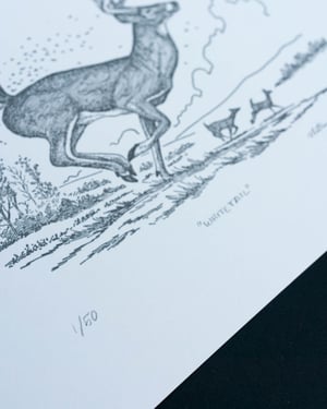 Whitetail, Signed Print