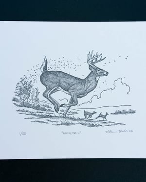 Whitetail, Signed Print