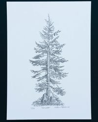 Image 5 of Hemlock, Signed Print