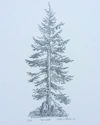 Image 2 of Hemlock, Signed Print