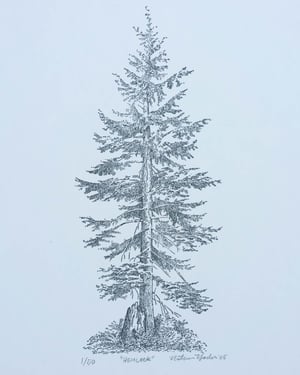 Hemlock, Signed Print