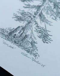 Image 3 of Hemlock, Signed Print