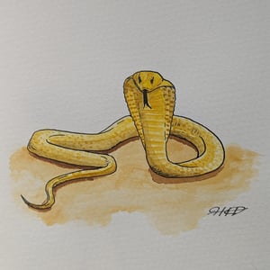 Image of Y is for Yellow cobra