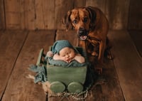 Image 5 of Baby Wagon in differen designs