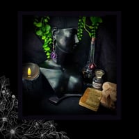 Image 3 of ☽ Primula Violacea ☾