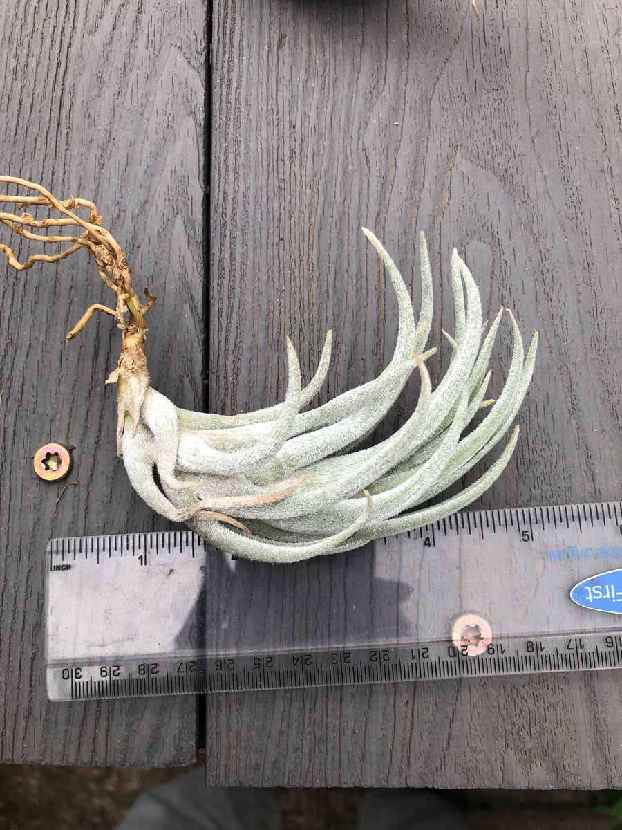 Tillandsia argentea 速達発送 Tillandsia argentea – Tillandsia In