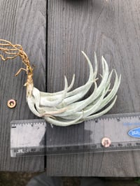 Image 1 of tillandsia mitlaensis