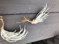 Image 4 of tillandsia mitlaensis
