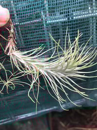 Image 1 of Tillandsia heteromorpha