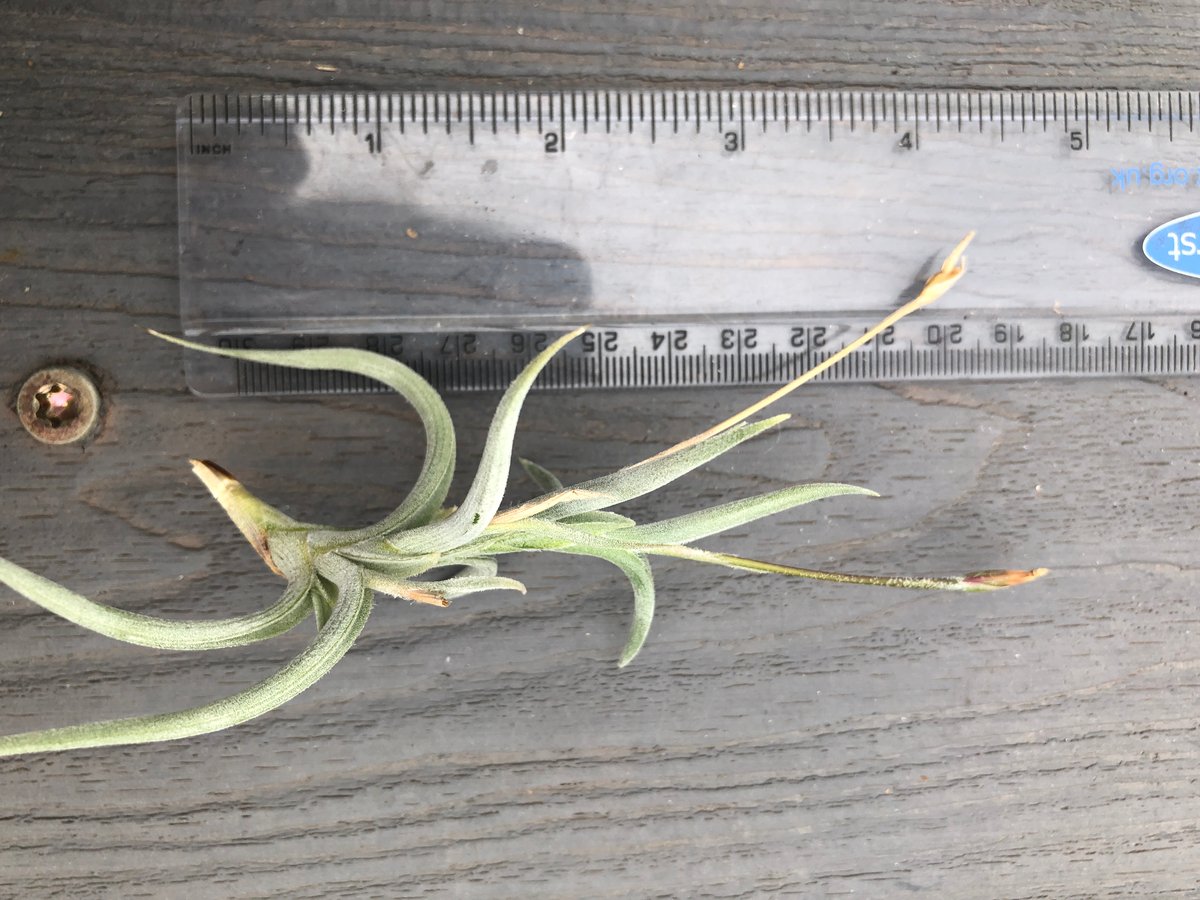 Tillandsia retorta | Every Picture Tells a Story ltd