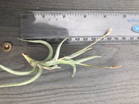 Image 1 of Tillandsia retorta