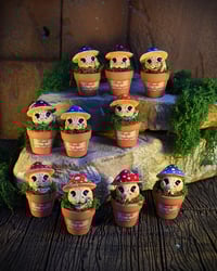 Image 1 of Mini mandrágoras setas
