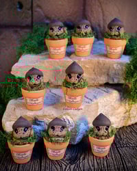 Image 1 of Mini mandrágora bellotas.