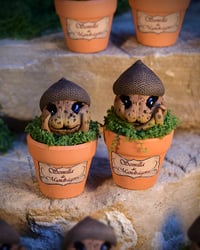 Image 2 of Mini mandrágora bellotas.