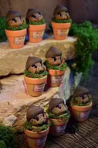Image 3 of Mini mandrágora bellotas.