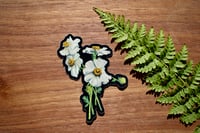 Matilija Poppy Sticker