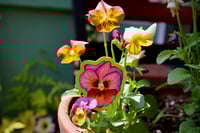 Image 3 of Mulberry Viola Sticker