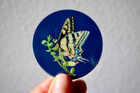 Swallowtail Sticker