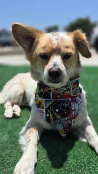 Image 1 of Star Pup Bandana