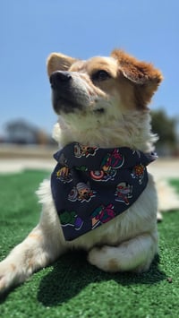 Image 1 of Super Scrunchie Bandana