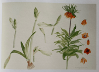Image 6 of Elizabeth Blackadder by Duncan Macmillan