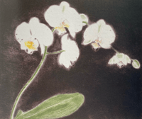 Image 8 of Elizabeth Blackadder by Duncan Macmillan