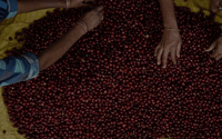 Image 5 of Indien - Riverdale Estate - Washed SLN9 - Espresso