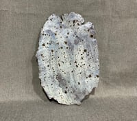 Image 2 of “Plato” from the series Ocean Blue