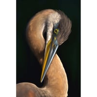 Great Blue Heron Mini Print