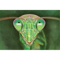 Mantis Mini Print
