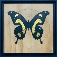 Image 1 of Swallow Tail Butterfly - Papilio Giaucus