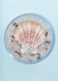 Image 1 of Aloha body scrub