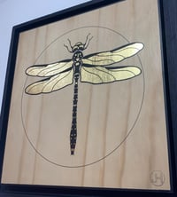 Image 3 of Gold ringed - Dragon fly - Cordulegaster Boltonii