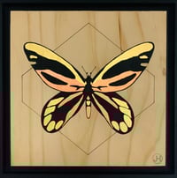 Image 1 of Queen Alexandras ( male ) Birdwing - Ornithoptera Alexandrae
