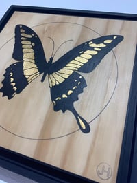 Image 4 of King swallow tail Butterfly - Papilio Giaucus 