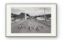 Image 2 of Oies bernaches - Liège