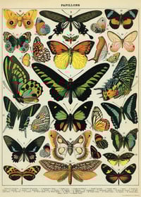 Image 1 of Cavallini & Co. Butterflies Poster, Archival Paper, Matte Print