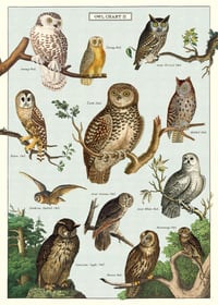 Image 1 of Cavallini & Co. Owl Chart Poster, Archival Paper, Matte Print
