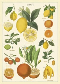 Image 1 of Cavallini & Co. Citrus Poster, Archival Paper, Matte Print