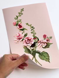 Image 2 of HOLLYHOCKS ON PINK - GICLÉE PRINT