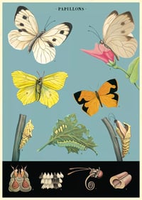 Image 1 of Cavallini & Co. Butterflies #3 Poster, Archival Paper, Matte Print