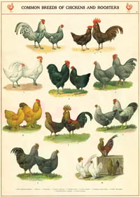 Image 1 of Cavallini & Co. Chicken and Roosters Poster, Archival Paper, Matte Print