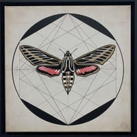 Image 1 of White - lined sphinx moth - Hyles lineata