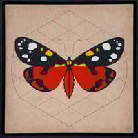Image 1 of Scarlet Tiger moth - Callimorpha