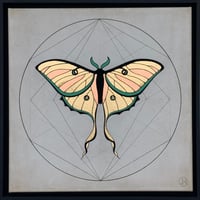 Image 1 of Luna moth - Vanessa Atalanta
