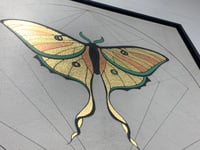 Image 3 of Luna moth - Vanessa Atalanta