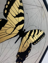 Image 2 of Tiger swallow tail Butterfly - Papilio Giaucus