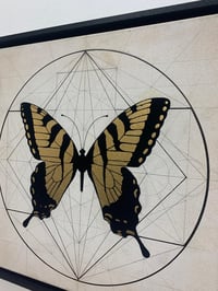 Image 3 of Tiger swallow tail Butterfly - Papilio Giaucus